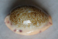 /products/cypraea-comma-f-setepausensis-bozzetti-2016/